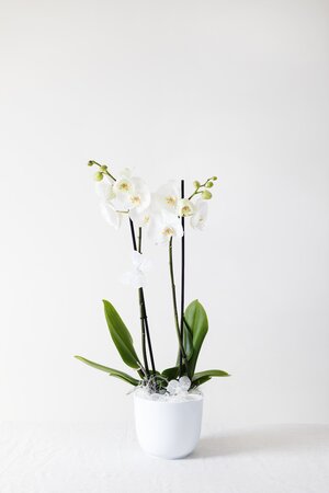 Orchidee groot
