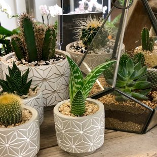 Cactussen en vetplanten