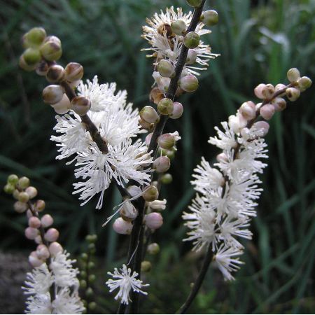 Actaea japonica 'Cheju-Do'
