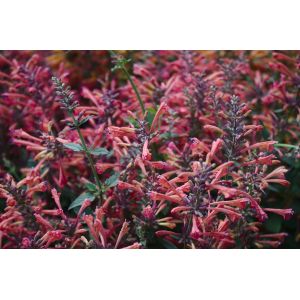 Agastache mex. 'Red Fortune'