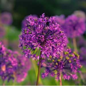 Allium afl. 'Purple Sensation'