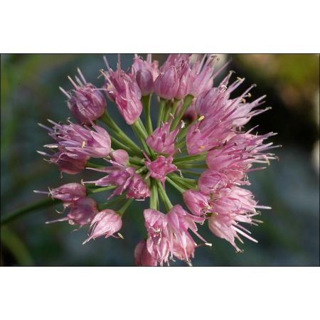 Allium senescens - afbeelding 2