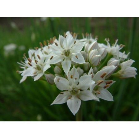 Allium tuberosum - afbeelding 2