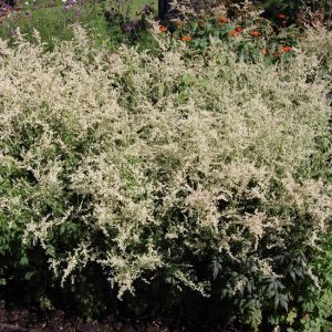 Artemisia lactiflora