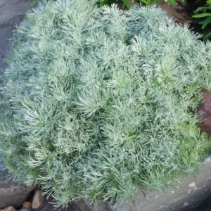 Artemisia schmidt. 'Nana'