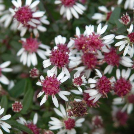 Aster l. 'Prince'