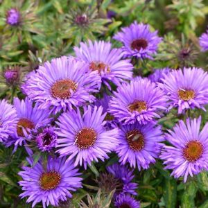 Aster n.-a. 'Purple Dome'
