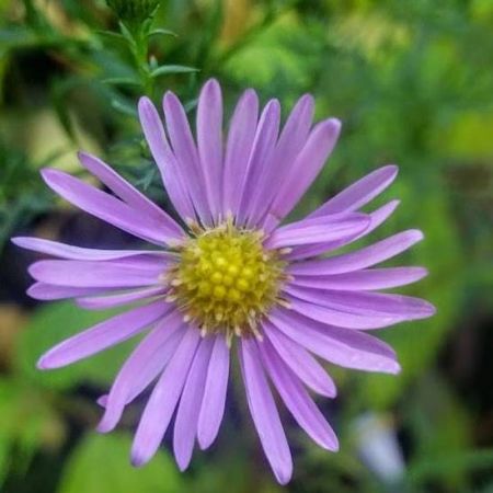 Aster 'Pink Star'