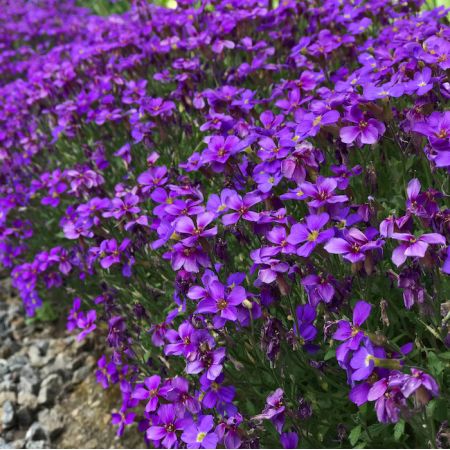 Aubrieta 'Cascade Purple'