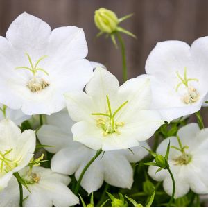 Campanula c. 'Weisse Clips'