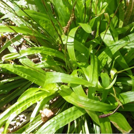 Carex plantaginea
