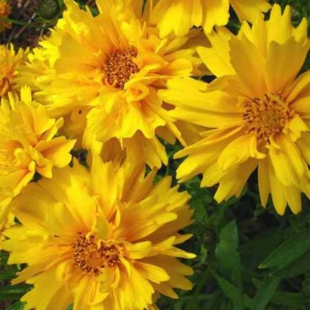 Coreopsis gr. 'Sunray'