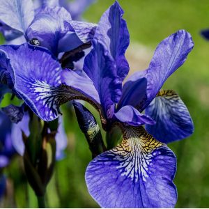 Iris sib. 'Blue King'