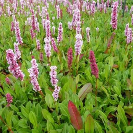 Persicaria aff. 'Donald Lowndes'