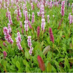 Persicaria aff. 'Donald Lowndes'