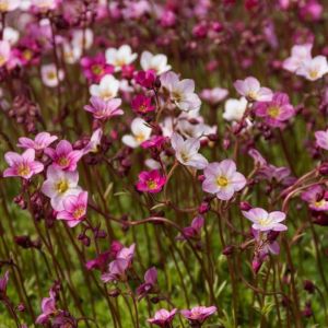 Saxifraga (A) 'Blütenteppich'